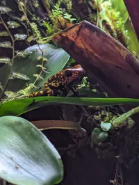 Poison Dart Frog